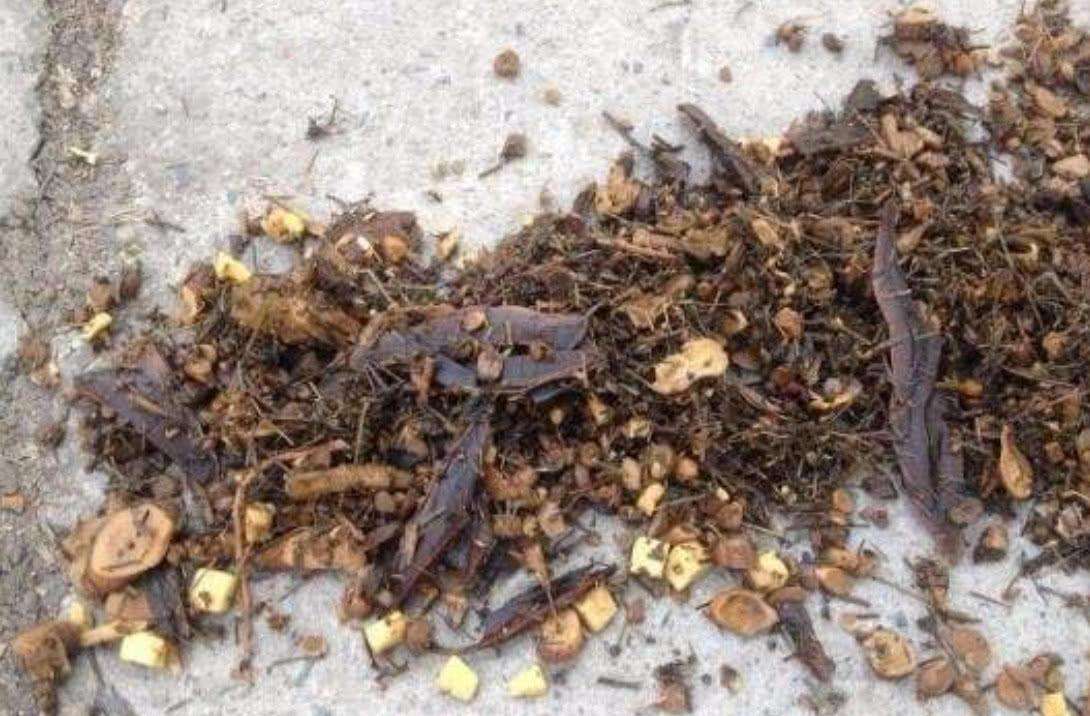 中藥渣、西藥渣、抗生素菌渣等糟渣